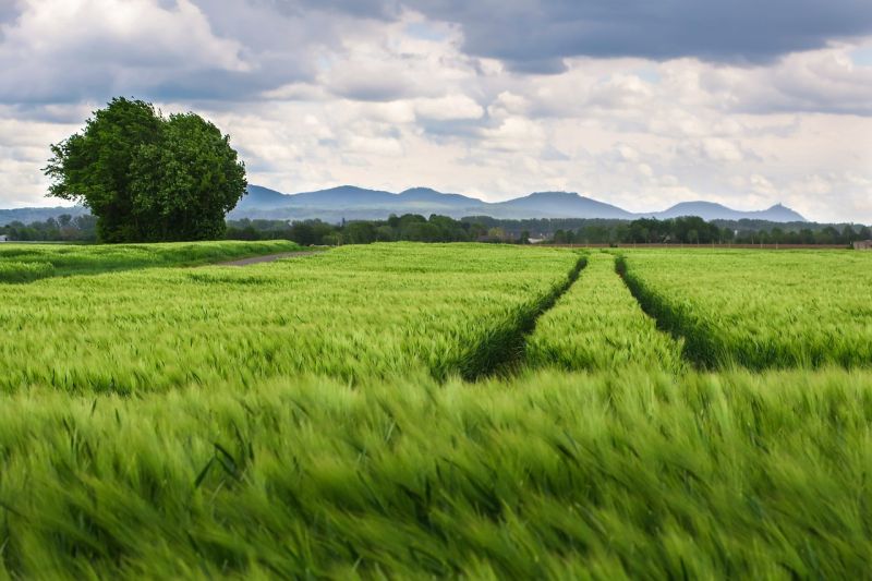 Did you know that green driving could save you money?
